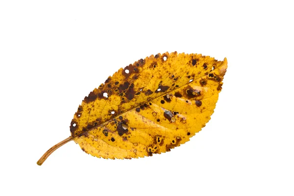 Beyaz arka plan üzerinde izole sarı sonbahar yaprak portre — Stok fotoğraf