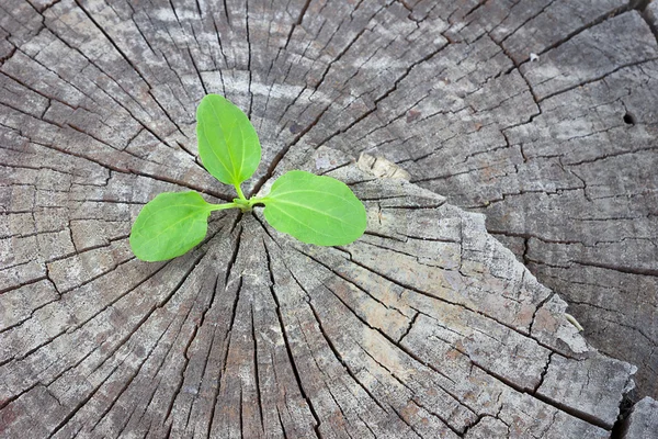 Conceito de ecologia. Crescente plantio broto de madeira velha e simboliza a luta por uma nova vida — Fotografia de Stock