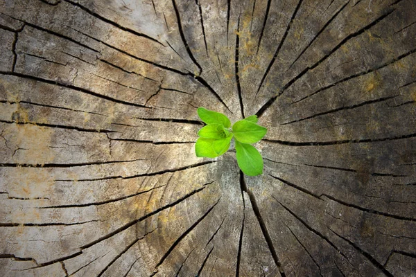 Ökologiekonzept. aufsteigender Spross aus altem Holz und symbolisiert den Kampf um ein neues Leben — Stockfoto