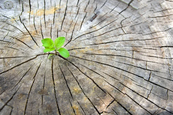 Il concetto di ecologia. Sorgente germoglio di legno antico e simboleggia la lotta per una nuova vita — Foto Stock