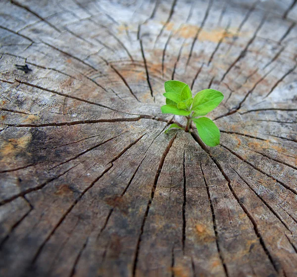 Ecology concept. Rising sprout of old wood and symbolizes the struggle for a new life — Stock Photo, Image