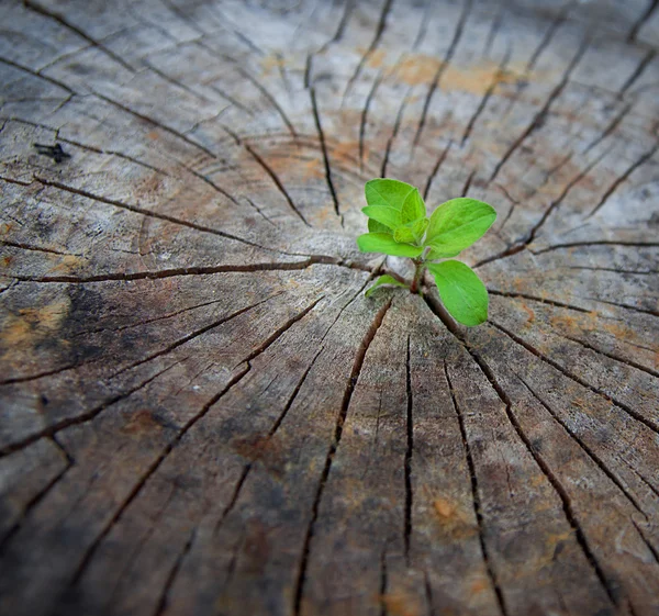 Concepto de ecología. Brote creciente de madera vieja y simboliza la lucha por una nueva vida —  Fotos de Stock