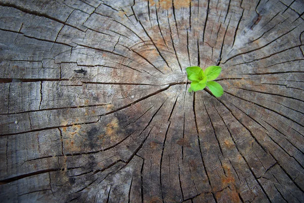 Concepto de ecología. Brote creciente de madera vieja y simboliza la lucha por una nueva vida —  Fotos de Stock