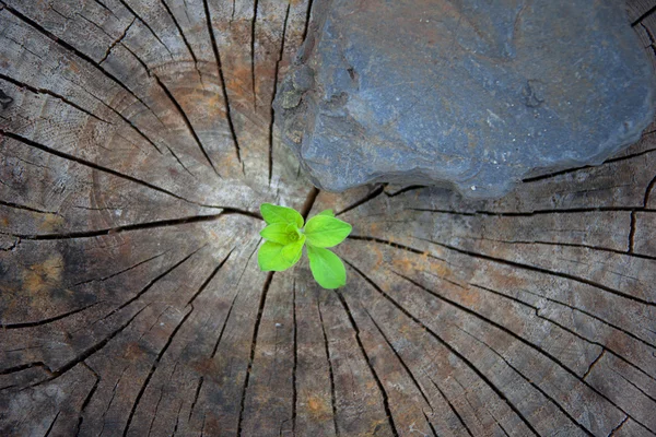 Conceito de ecologia. Crescente broto de madeira velha e simboliza a luta por uma nova vida — Fotografia de Stock