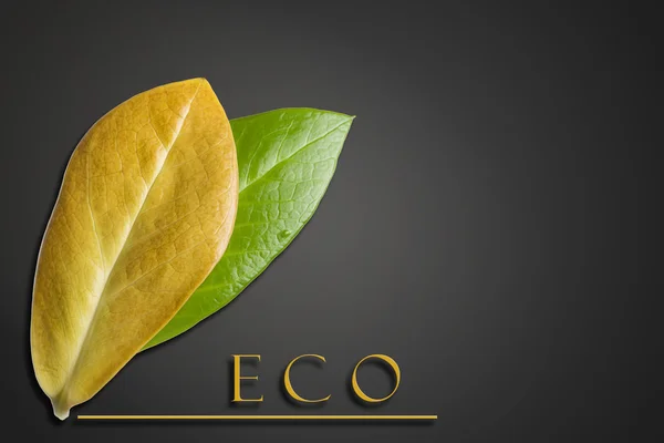 Begreppet ekologi. Gröna och gula blad med inskriptionen eco på mörk bakgrund — Stockfoto