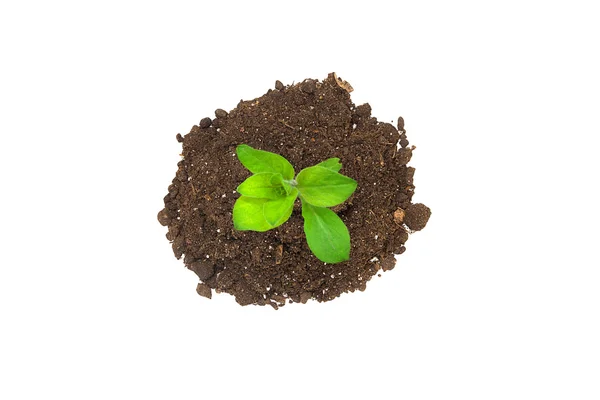 Ecology concept. Rising sprout from handful of ground and symbolizes the struggle for a new life. Isolated on white background. — Stock Photo, Image