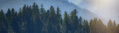 Amazing fog forest landscape view with firs in the morning sun in black forest background panorama banner long