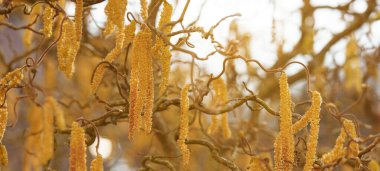 Bahar poleni uçuşları, polen alerjisi arka plan panoraması - Yaygın ela, fındık ağacı (Corylus avellana) polen catkins ve sarı çiçek poleni ile güneş tarafından aydınlatılmış