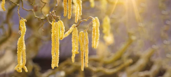 stock image Spring pollen flight, pollen allergy background banner panorama - Common hazel, hazelnut shrub tree ( Corylus avellana ) with pollen catkins and yellow flower pollen, illuminated by the sun