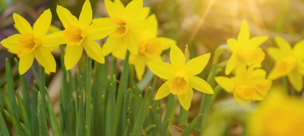 Vår Påsk Blommor Bakgrund Banner Panorama Gul Färsk Wild Påsklilja — Stockfoto