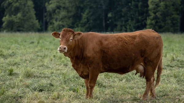 Graciosas Imágenes Animales Fondo Vaca Marrón Para Con Manada Prado —  Fotos de Stock