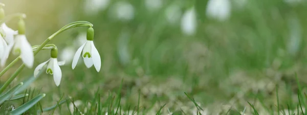 Weiße Frische Schneeglöckchen Blühen Galanthus Auf Der Grünen Wiese Sonnigen — Stockfoto