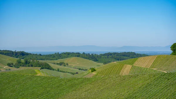 Prachtige Landschap Achtergrond Panorama Van Wijngaarden Druiven Druiven Het Zwarte — Stockfoto