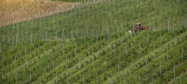 Arka Planda Büyüyen Üzüm Tarımı Kara Orman Durbach Offenburg Ortenaukreis — Stok fotoğraf