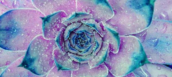 Vue Dessus Gros Plan Belle Abstraite Rose Bleu Coloré Sempervivum — Photo