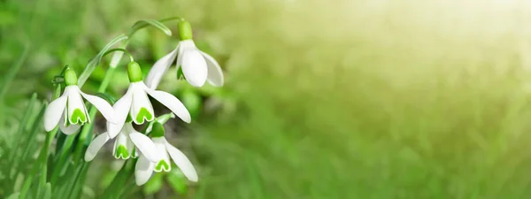 在阳光明媚的花园里 绿色的草地上 白雪公主花盛开 复活节背景横幅全景 — 图库照片