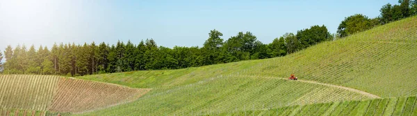 Hermoso Paisaje Agricultura Uva Creciente Fondo Panorama Viñedos Uvas Selva —  Fotos de Stock