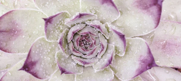 Vue Dessus Gros Plan Belle Abstraite Rose Blanc Coloré Sempervivum — Photo
