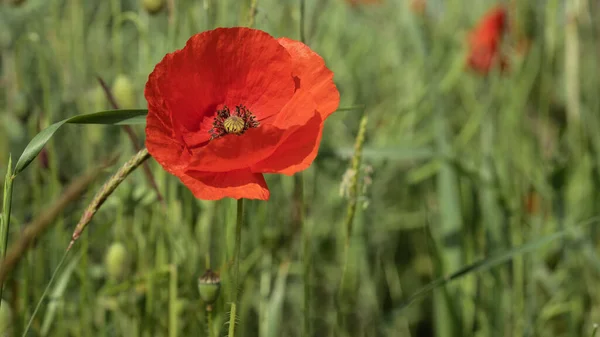 Campo Prato Fiorito Sfondo Banner Panorama Bellissimi Fiori Papaveri Papaver — Foto Stock