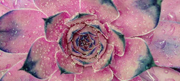 Vue Dessus Gros Plan Belle Abstraite Rose Bleu Coloré Sempervivum — Photo