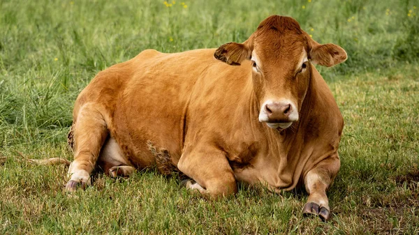 Graciosas Imágenes Animales Fondo Vaca Marrón Encuentra Con Manada Prado — Foto de Stock