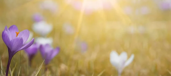 Réveil Printanier Crocus Violet Blanc Fleuris Illuminés Par Soleil Matin — Photo