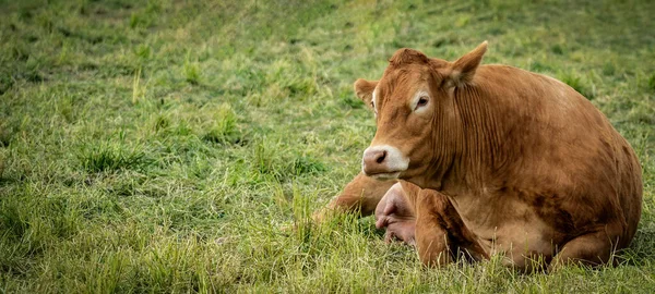 Смешные Картины Животных Фон Коричневая Корова Лежит Своим Стадом Зеленом — стоковое фото