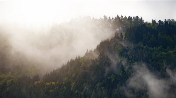 黑森林背景横幅 雾蒙蒙的晨雾笼罩的穆迪森林景观全景和雾蒙蒙的冷杉树 — 图库照片