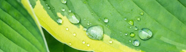 Closeup Fresh Green Yellow Plantain Lilies Hosta Asparagaceae Dew Water — Stock Photo, Image