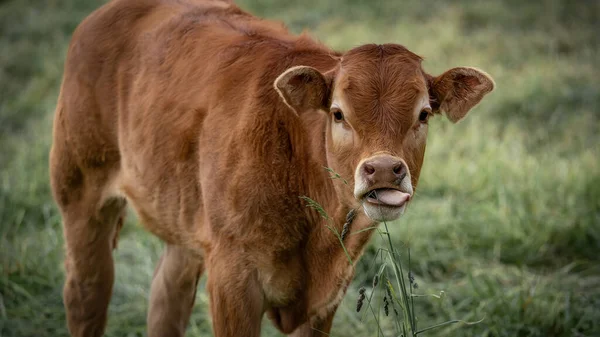 有趣的动物宝宝背景 幼小的奶牛伸出舌头 在草地上吃草 — 图库照片