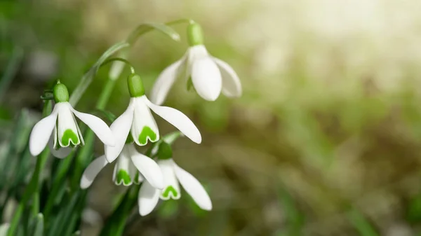 Weiße Frische Schneeglöckchen Blühen Galanthus Auf Der Grünen Wiese Sonnigen — Stockfoto