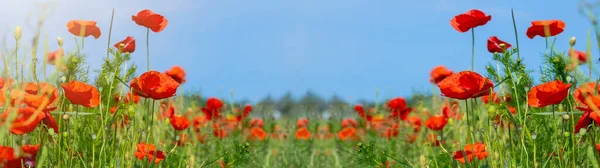 Blumenwiese Feld Hintergrund Banner Panorama Schöne Blumen Von Mohn Papaver — Stockfoto