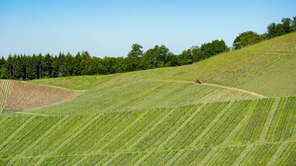 Hermoso Paisaje Agricultura Uva Creciente Fondo Panorama Viñedos Uvas Selva —  Fotos de Stock