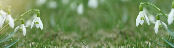 Білі Свіжі Засніжені Квіти Galanthus Зеленій Луці Сонячному Саду Панорама — стокове фото