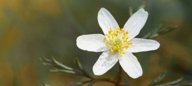 Ormandaki yeşil çayır üzerinde ahşap şakayığın (Anemone nemorosa) güzel yakın çekim makrosu