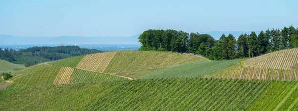 Prachtige Landschap Achtergrond Panorama Van Wijngaarden Druiven Druiven Het Zwarte — Stockfoto