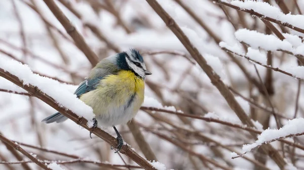 Wildlife nature bird background - Close-up from beautiful blue tit / Cyanistes caeruleus sitting on a tree trunk / branch in the winter with snow