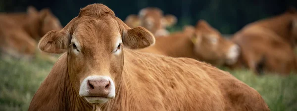 Graciosas Imágenes Animales Fondo Vaca Marrón Encuentra Con Manada Prado —  Fotos de Stock