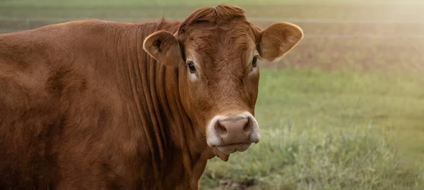 Graciosas Imágenes Animales Fondo Vaca Marrón Para Con Manada Prado —  Fotos de Stock