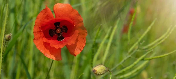 花の草原フィールドの背景バナーパノラマ 自然の中でケシの美しい花Papaverシャクナゲ クローズアップ 赤いケシと緑の草の自然春の夏の風景 — ストック写真