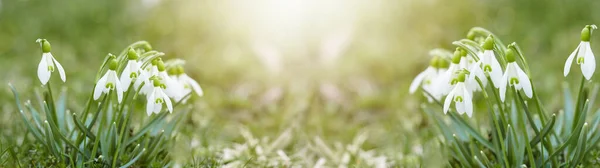 Weiße Frische Schneeglöckchen Blühen Galanthus Auf Der Grünen Wiese Sonnigen — Stockfoto