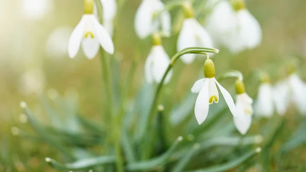 Білі Свіжі Проліски Квітка Галантус Зеленому Лузі Сонячному Саду Великодній — стокове фото