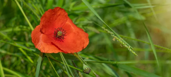 Flower Meadow Field Background Banner Panorama Beautiful Flowers Poppies Papaver — Stock Photo, Image