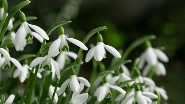 Weiße Frische Schneeglöckchen Blühen Galanthus Auf Der Grünen Wiese Sonnigen — Stockfoto