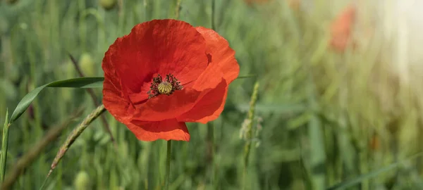 花の草原フィールドの背景バナーパノラマ 自然の中でケシの美しい花Papaverシャクナゲ クローズアップ 赤いケシと緑の草の自然春の夏の風景 — ストック写真