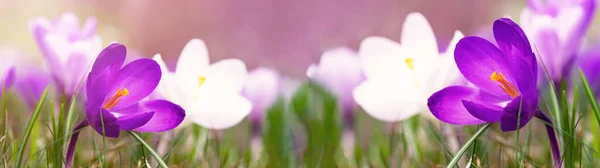 Lente Ontwaken Bloeiende Paarse Witte Krokussen Verlicht Van Ochtendzon Lente — Stockfoto