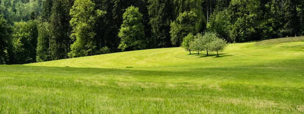 Landschap Achtergrond Banner Panorama Verse Groene Weide Met Fruitbomen Bos — Stockfoto