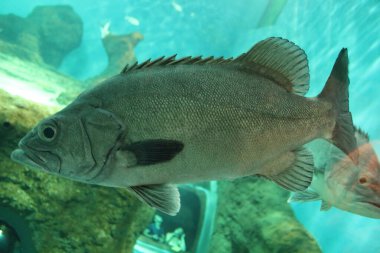 Akvaryum balığı yaklaş.