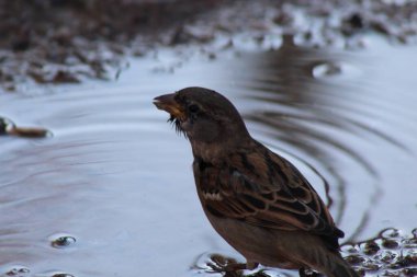 Küçük goril yaklaş.