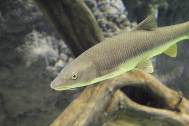 Balık resmi. Yakın çekim.